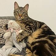 Tigrou a rejoint le concours — aidez-le/la à gagner de superbes lots ! animal, blanket, bunny, cat, claw, companion, cozy, cute, domestic, fur, indoor, mammal, paw, pet, relaxed, resting, striped, stuffed_animal, tabby, toy