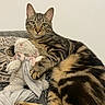 animal, blanket, bunny, cat, claw, companion, cozy, cute, domestic, fur, indoor, mammal, paw, pet, relaxed, resting, striped, stuffed_animal, tabby, toy