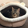 Tigrou participe au concours pour gagner de l'argent avec cette photo : cat, tabby_cat, pet_bed, plush, cozy, indoor, animal, feline, ears, floor, texture, curious, resting, mouth_shaped_bed, brown, beige, soft, cute, domestic_cat, looking