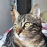 Tigrou a rejoint le concours — aidez-le/la à gagner de superbes lots ! cat, tabby, pet, animal, indoor, bed, feline, yellow_eyes, whiskers, fur, relaxed, domestic, cute, closeup, portrait, striped, comfort, resting, household, cozy