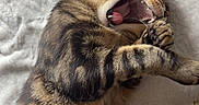 Tigrou a rejoint le concours — aidez-le/la à gagner de superbes lots ! cat, tabby, yawning, pet, animal, feline, fur, striped, whiskers, claws, tongue, sleeping, relaxed, indoor, blanket, cozy, paw, cute, mammal, resting