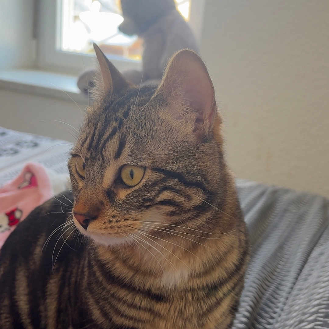 Tigrou