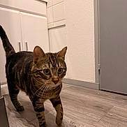 Tigrou participe au concours pour gagner de l'argent avec cette photo : cat, tabby, indoor, floor, kitchen, cabinet, door, walking, curious, pet, animal, fur, whiskers, paws, home, flooring, domestic, mammal, feline, closeup