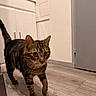 Tigrou participe au concours pour gagner de l'argent avec cette photo : animal, cabinet, cat, closeup, curious, domestic, door, feline, floor, flooring, fur, home, indoor, kitchen, mammal, paws, pet, tabby, walking, whiskers
