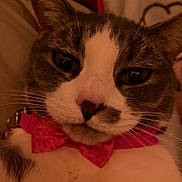 Maggie is registered to the contest to win money with this photo: cat, close_up, pet, animal, bow_tie, pink, whiskers, face, fur, nose, ears, domestic_cat, cute, portrait, indoor, soft_lighting, calm, relaxed, feline, collar