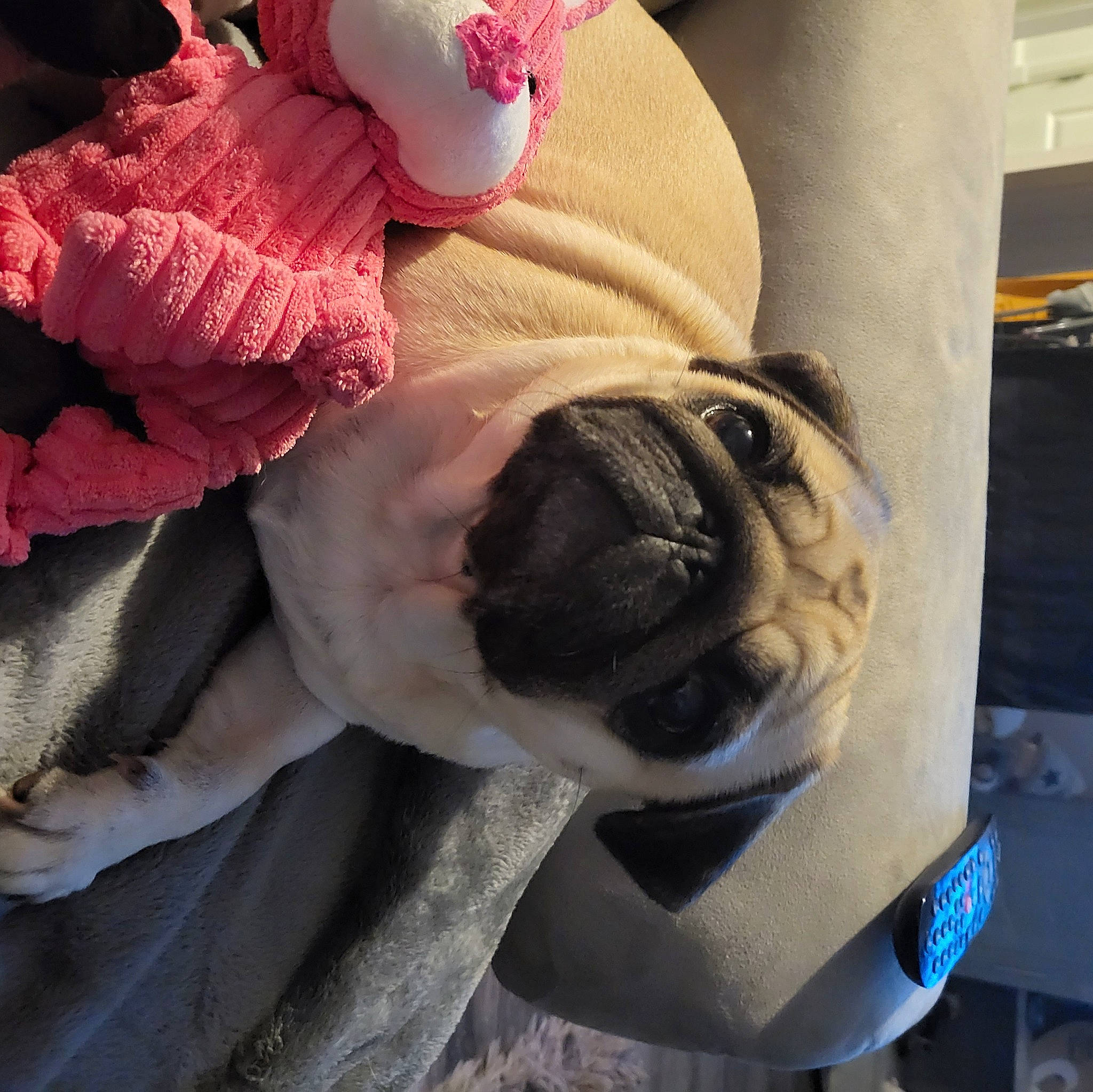 Chanel joined the competition — help win amazing prizes! canidae, cap, carnivore, comfort, companion_dog, dog, dog_breed, dog_clothes, fashion_accessory, fawn, fur, linens, magenta, pug, selfie, sleeve, snout, sporting_group, toy_dog, wrinkle