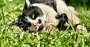 Pearl a rejoint le concours — aidez-le/la à gagner de superbes lots ! animal, black_and_white, blurred_background, cat, close_up, feline, garden, grass, greenery, lying_down, outdoor, pet, pink_nose, portrait, relaxed, shallow_depth_of_field, sunlight, tabby, whiskers, yellow_eyes