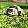 Pearl a rejoint le concours — aidez-le/la à gagner de superbes lots ! cat, black_and_white, pet, animal, feline, grass, garden, outdoor, lying_down, relaxed, sunlight, greenery, close_up, portrait, whiskers, pink_nose, yellow_eyes, tabby, shallow_depth_of_field, blurred_background