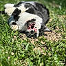 Pearl participe au concours pour gagner de l'argent avec cette photo : animal, black_and_white_cat, cat, closeup, dramatic, funny, fur, garden, grass, greenery, lying_down, open_mouth, outdoors, paws_up, pet, playful, sunlight, teeth, tongue, whiskers