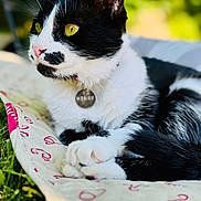 Pearl participe au concours pour gagner de l'argent avec cette photo : animal, black_and_white, blanket, cat, collar, feline, fur, golden_eyes, lying_down, outdoor, paws, pet, pink_nose, portrait, sunlight, tag, tail, tuxedo_cat, whiskers, yellow_eyes
