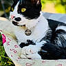 cat, tuxedo_cat, black_and_white, pet, animal, feline, golden_eyes, yellow_eyes, whiskers, pink_nose, collar, tag, lying_down, paws, tail, fur, blanket, outdoor, sunlight, portrait