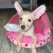 Biscuit is registered to the contest to win money with this photo: puppy, dog, pet_bed, pink, strawberry, toy, floor, wood_floor, indoor, home, plant, greenery, bowl, curious, ears, animal, cute, young, small, cozy