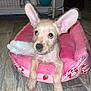 puppy, dog, pet_bed, pink, strawberry, toy, floor, wood_floor, indoor, home, plant, greenery, bowl, curious, ears, animal, cute, young, small, cozy