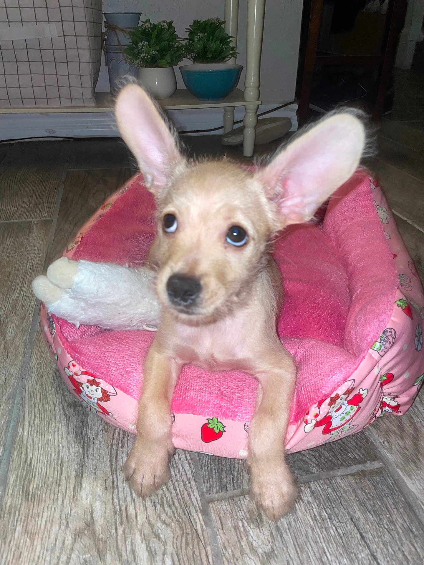 Biscuit is registered to the contest to win money with this photo: puppy, dog, pet_bed, pink, strawberry, toy, floor, wood_floor, indoor, home, plant, greenery, bowl, curious, ears, animal, cute, young, small, cozy
