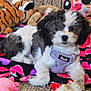 black_and_white, carpet_floor, colorful_blanket, cute, dog, fur, harness, indoor, lilac_harness, looking_at_camera, paw, pet, plush_toy, portrait, puppy, sitting, small_dog, stuffed_animal, tiger_plush, toy_collection