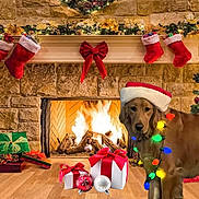 Bruce joined the competition — help win amazing prizes! celebration, christmas_lights, christmas_tree, cozy, decorations, dog, festive, fire, fireplace, garland, golden_retriever, holiday, indoor, ornaments, presents, red_bow, santa_hat, stockings, winter, wood_floor