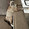 cat, kitten, pet, animal, siamese_cat, tabby, blue_eyes, striped_fur, lying_down, lounging, relaxed, sofa, couch, furniture, indoor, home, sunlight, tile_floor, portrait, funny_pose