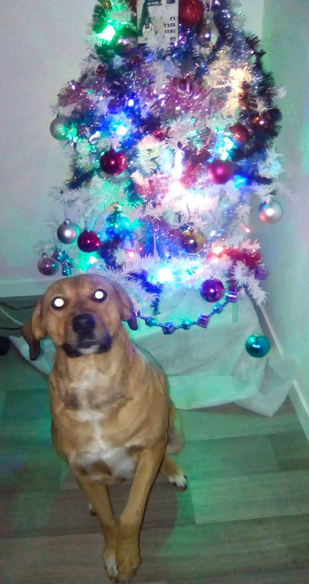 Mes Poulettes a rejoint le concours — aidez-le/la à gagner de superbes lots ! boerboel, boxer, bullmastiff, canidae, carnivore, christmas, christmas_tree, dog, dog_breed, fawn, puggle, rhodesian_ridgeback, sporting_group, tree