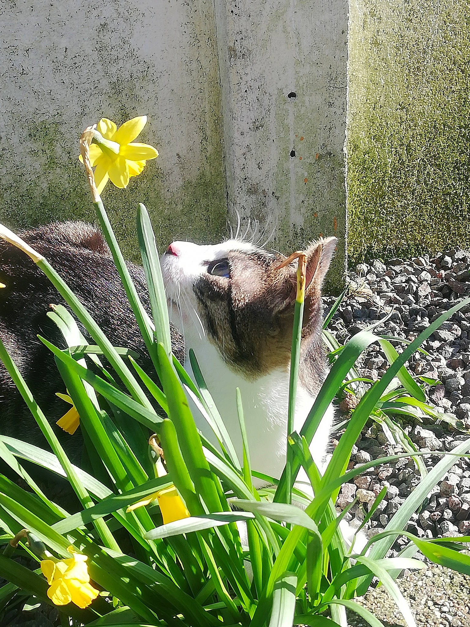 Gremlin'S a rejoint le concours — aidez-le/la à gagner de superbes lots ! amaryllis_family, botany, cat, felidae, flower, flowering_plant, grass, grass_family, hippeastrum, lily_family, narcissus, plant, plant_stem, small_to_medium_sized_cats, spring, tulip, water, wildflower, yellow