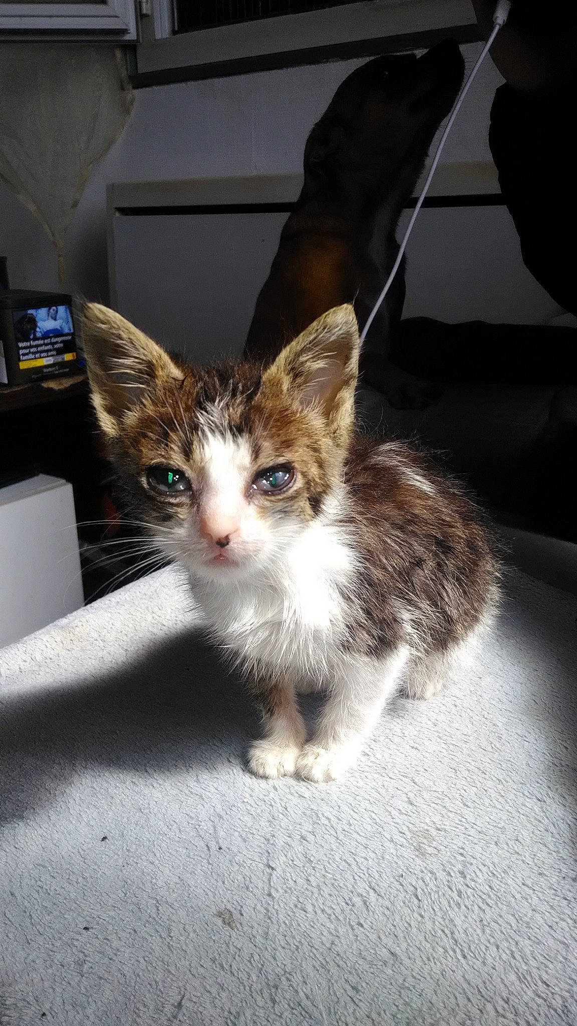 Gremlin'S a rejoint le concours — aidez-le/la à gagner de superbes lots ! aegean_cat, carnivore, cat, domestic_short_haired_cat, ear, european_shorthair, fawn, felidae, fur, kitten, mammal, small_to_medium_sized_cats, tabby_cat, vertebrate, whiskers