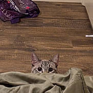 Lila joined the competition — help win amazing prizes! cat, tabby, peeking, blanket, wooden_floor, bag, backpack, ears, eyes, indoor, pet, curious, hiding, flooring, baseboard, textile, cozy, portrait, whiskers, peekaboo