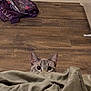 cat, tabby, peeking, blanket, wooden_floor, bag, backpack, ears, eyes, indoor, pet, curious, hiding, flooring, baseboard, textile, cozy, portrait, whiskers, peekaboo