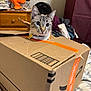 cat, feline, cardboard_box, amazon_tape, orange_tape, blue_eyes, whiskers, curious, pet_collar, packaging, indoor, bedroom, dresser, fan, blanket, curtain, striped_fur, paws, cozy, playful