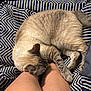 cat, sleeping_cat, pet, cozy, blanket, striped_blanket, human_legs, leg, fur, paw, whiskers, indoor, resting, cuddle, closeup, beige, tabby, pattern, fabric, domestic_animal