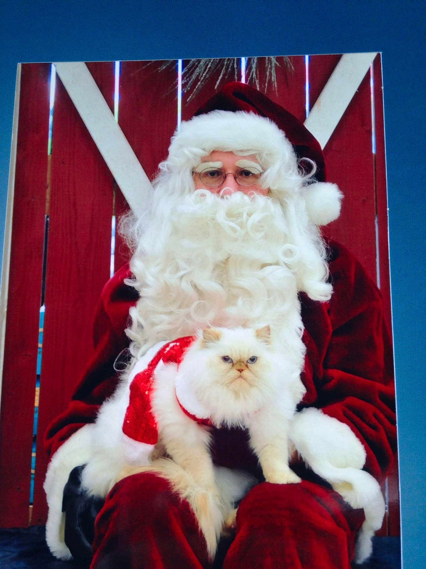 Lunnabella joined the competition — help win amazing prizes! santa_claus, cat, white_cat, christmas, holiday, costume, beard, glasses, red_clothing, festive, furry, pet, animal, portrait, indoor, cute, grumpy_cat, red_background, seated, winter