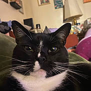 Mogli is registered to the contest to win money with this photo: animal, black_and_white, cat, close_up, couch, cozy, ears, eyes, feline, fur, home, indoor, lamp, living_room, nose, pet, portrait, tuxedo_cat, wall_art, whiskers