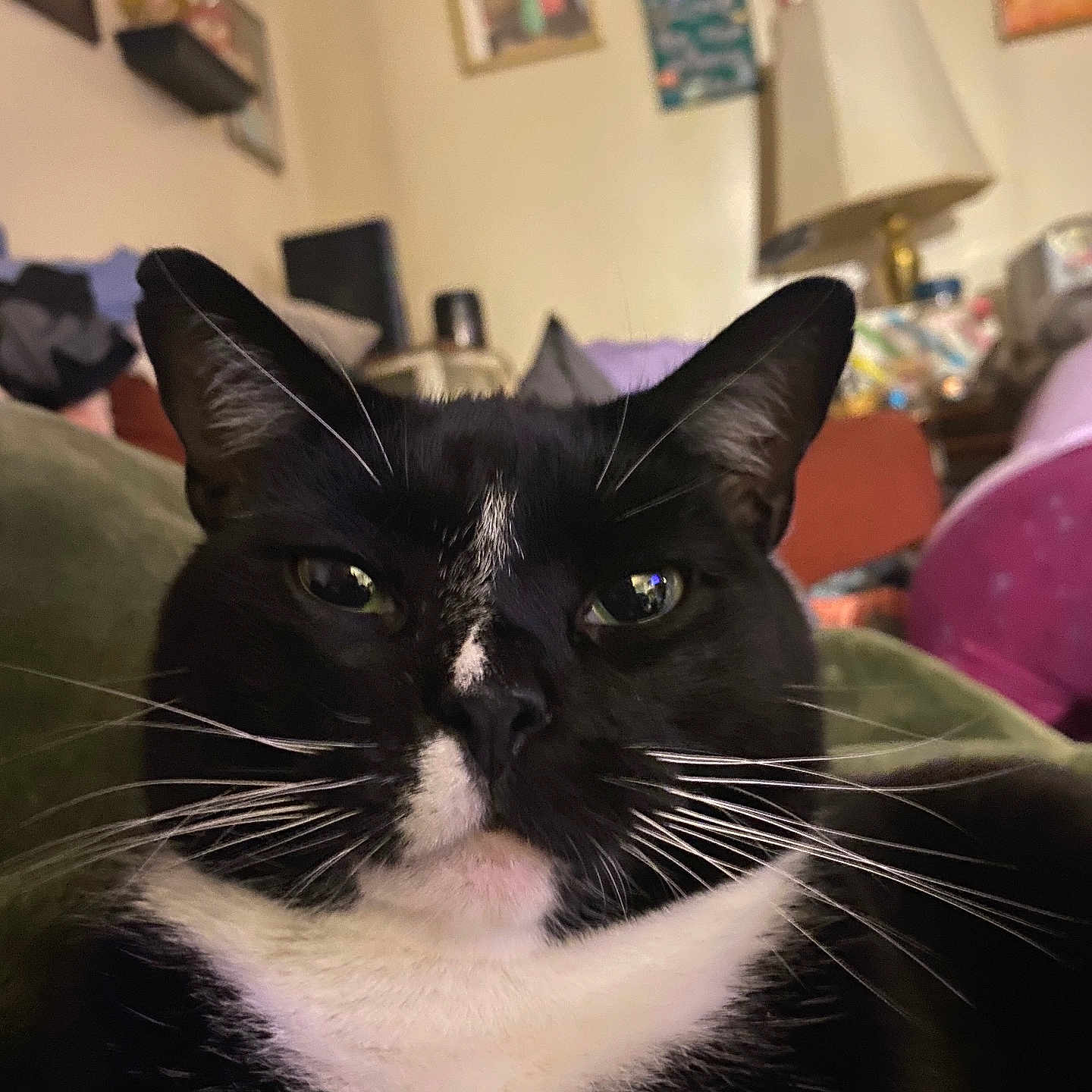 Mogli