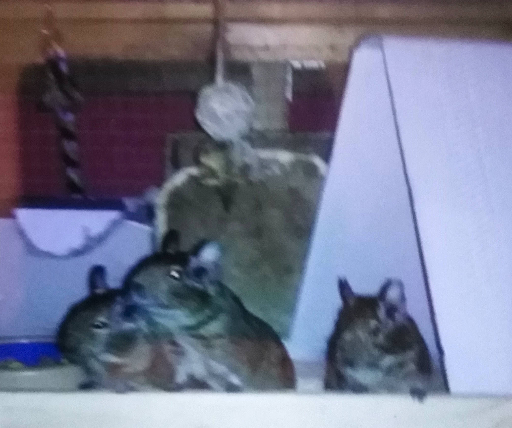 Betty Dolly Moo joined the competition — help win amazing prizes! canidae, carnivore, cat, dog_breed, domestic_short_haired_cat, felidae, fur, room, small_to_medium_sized_cats, snout, sporting_group, tail, terrestrial_animal, whiskers, wildlife