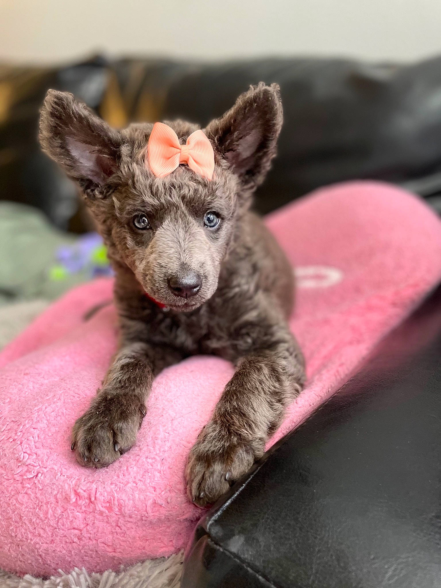 Emmy joined the competition — help win amazing prizes! canidae, carnivore, comfort, companion_dog, dog, dog_breed, ear, eye, fawn, felidae, fur, grey, paw, pink, snout, sporting_group, tail, terrestrial_animal, whiskers, working_animal