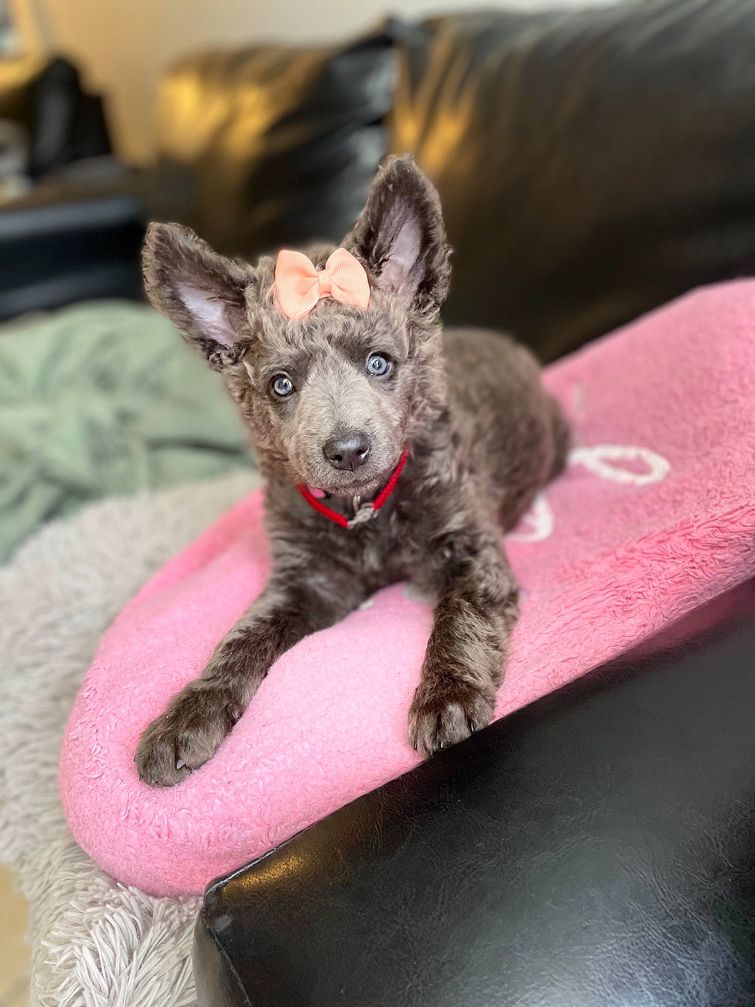 Emmy joined the competition — help win amazing prizes! canidae, carmine, carnivore, claw, comfort, companion_dog, couch, dog, dog_breed, fawn, felidae, fur, grey, head, non_sporting_group, paw, snout, sporting_group, terrestrial_animal, whiskers