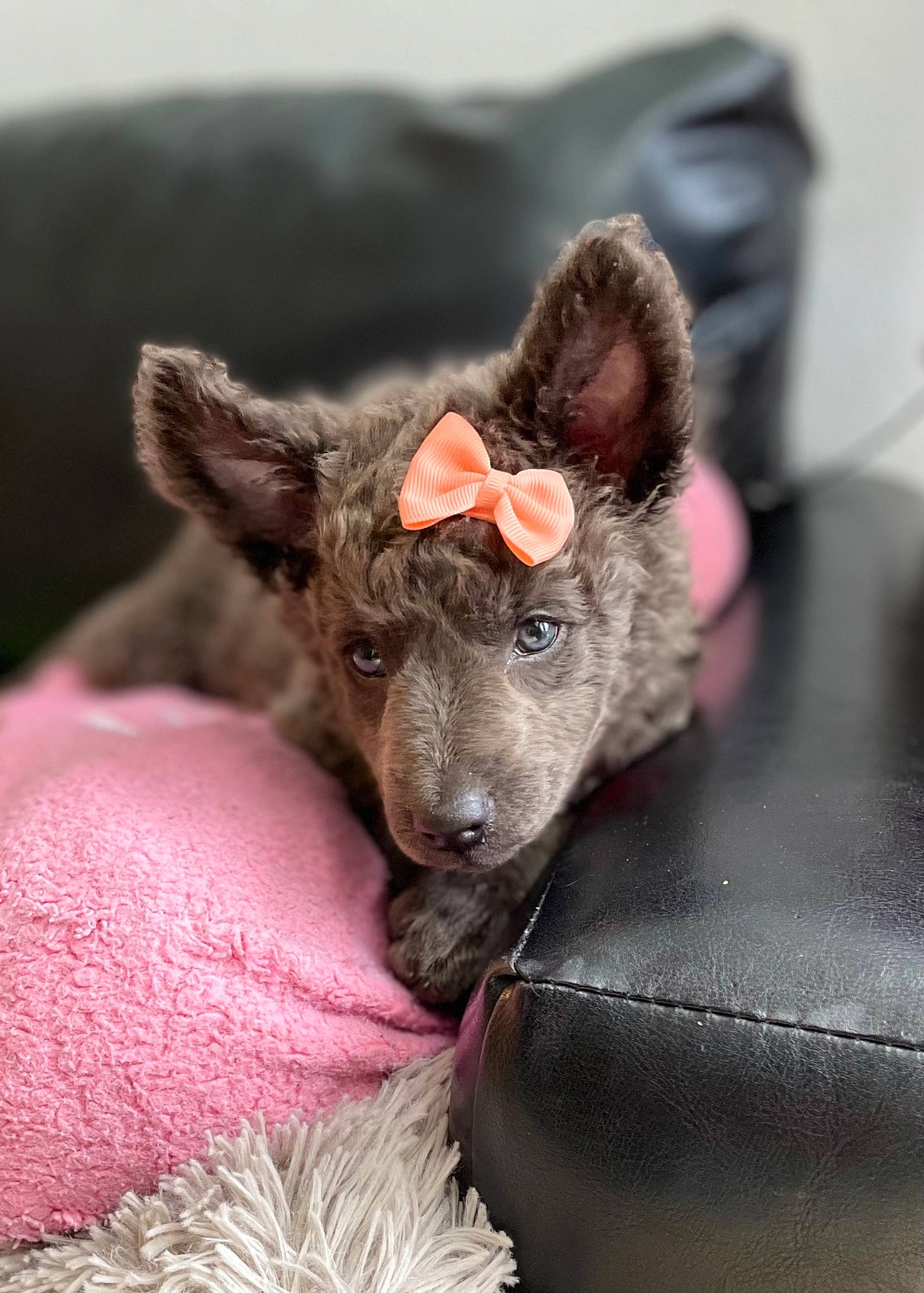 Emmy is registered to the contest to win money with this photo: carnivore, claw, comfort, companion_dog, dog_breed, ear, fawn, felidae, fur, grey, paw, small_to_medium_sized_cats, snout, sporting_group, tail, terrestrial_animal, toy, toy_dog, whiskers, working_animal