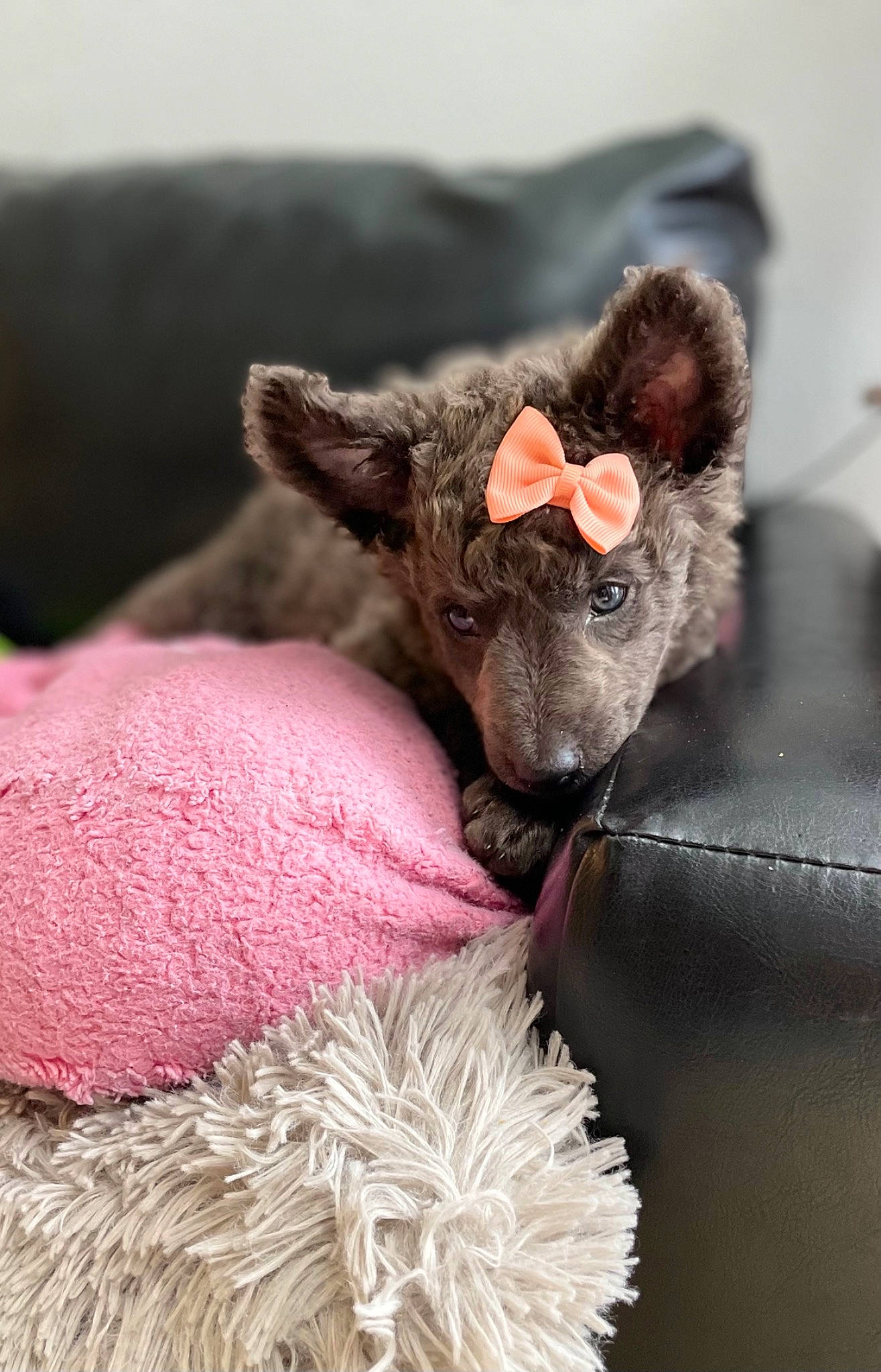 Emmy joined the competition — help win amazing prizes! canidae, carnivore, claw, close_up, comfort, companion_dog, dog_breed, ear, fawn, felidae, fur, grey, liver, paw, red, small_to_medium_sized_cats, snout, terrestrial_animal, whiskers, working_animal