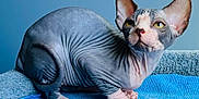 Opal is registered to the contest to win money with this photo: sphynx_cat, hairless_cat, cat, pet, animal, feline, wrinkled_skin, ears, yellow_eyes, blue_blanket, texture, indoor, portrait, curious, looking_away, close_up, soft_light, resting, paw, nose