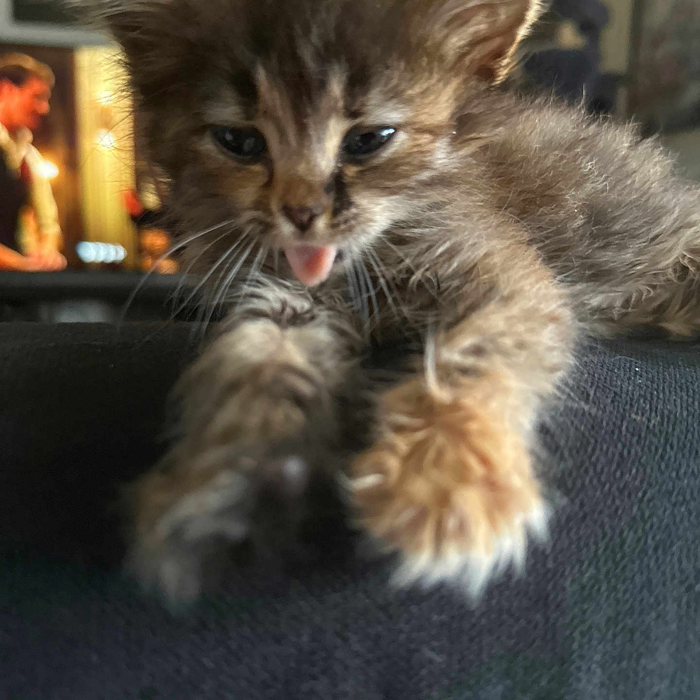 Pocket a rejoint le concours — aidez-le/la à gagner de superbes lots ! animal, blurred_background, cat, close_up, cute, dark_fabric, domestic_animal, ears, feline, furry, indoor, kitten, pet, portrait, resting, soft_focus, tongue_out, warm_light, whiskers, young