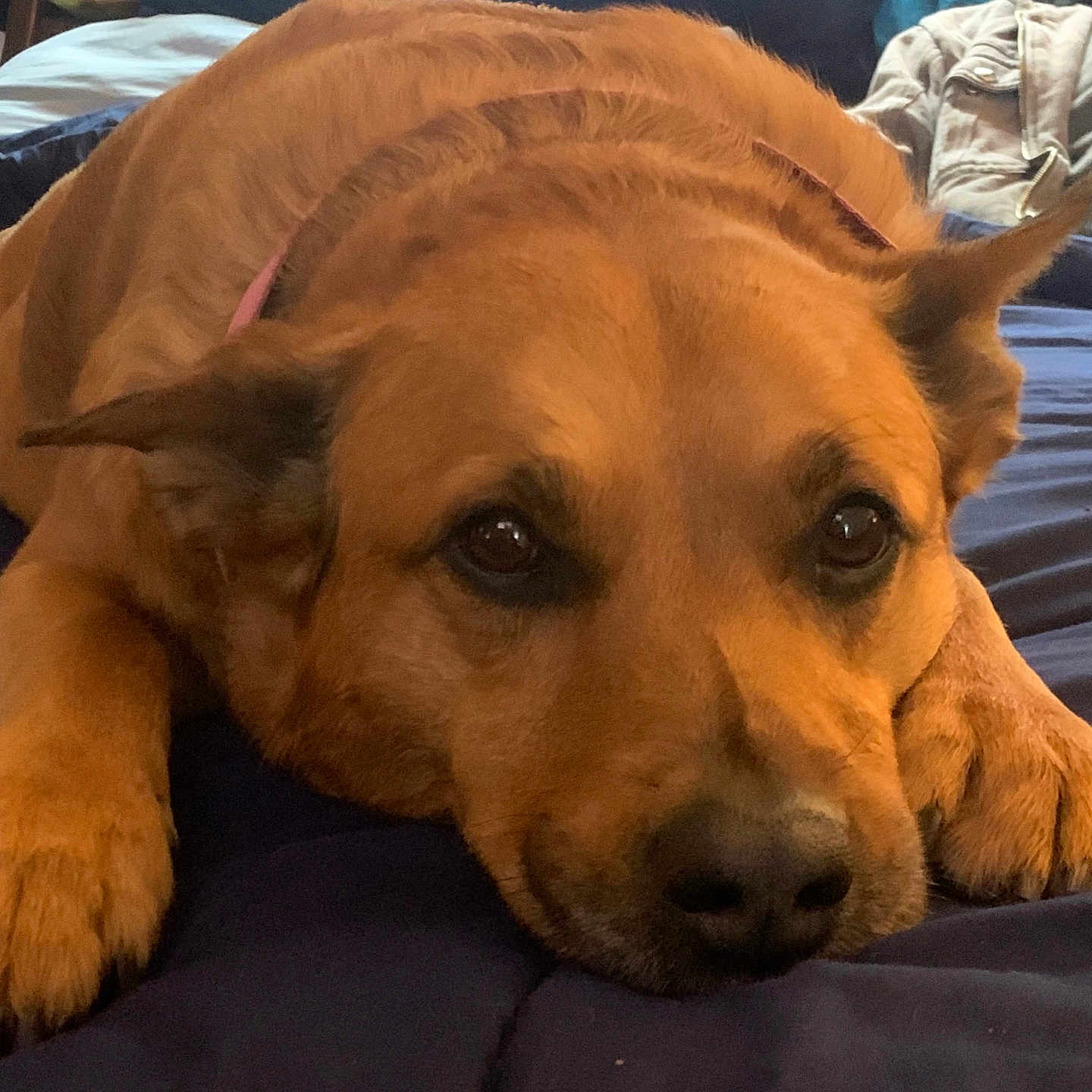 Ms. Vera Wang Ball joined the competition — help win amazing prizes! animal, bed, bedroom, canine, couch, cushion, dog, face, furniture, head, homedecor, hound, indoors, person, pet, photography, portrait, puppy, room, sleeping