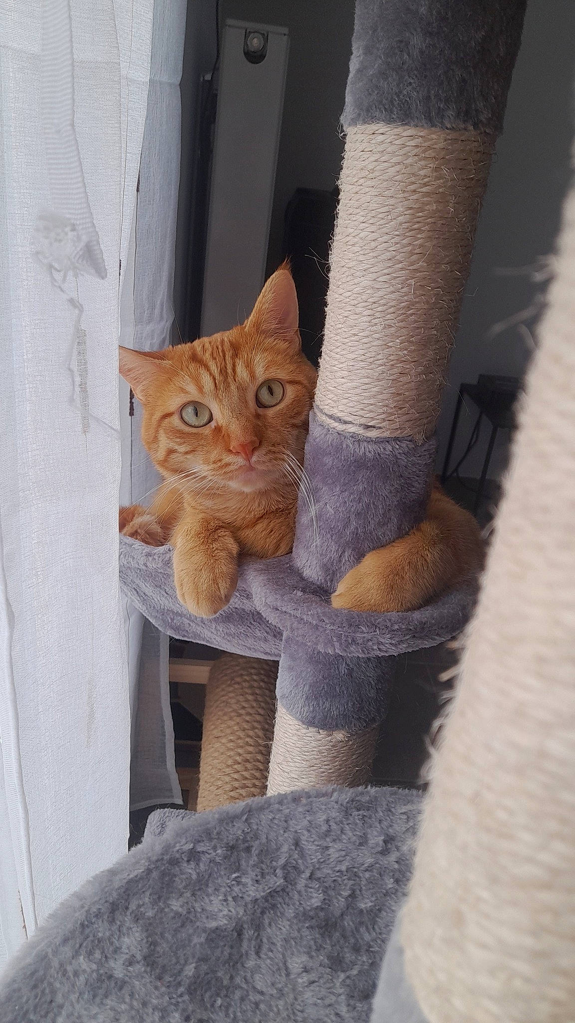 Wiskas a rejoint le concours — aidez-le/la à gagner de superbes lots ! carnivore, cat, domestic_short_haired_cat, door, fawn, felidae, fur, human_leg, pattern, room, sitting, sleeve, small_to_medium_sized_cats, snout, tail, trunk, whiskers, window, wood