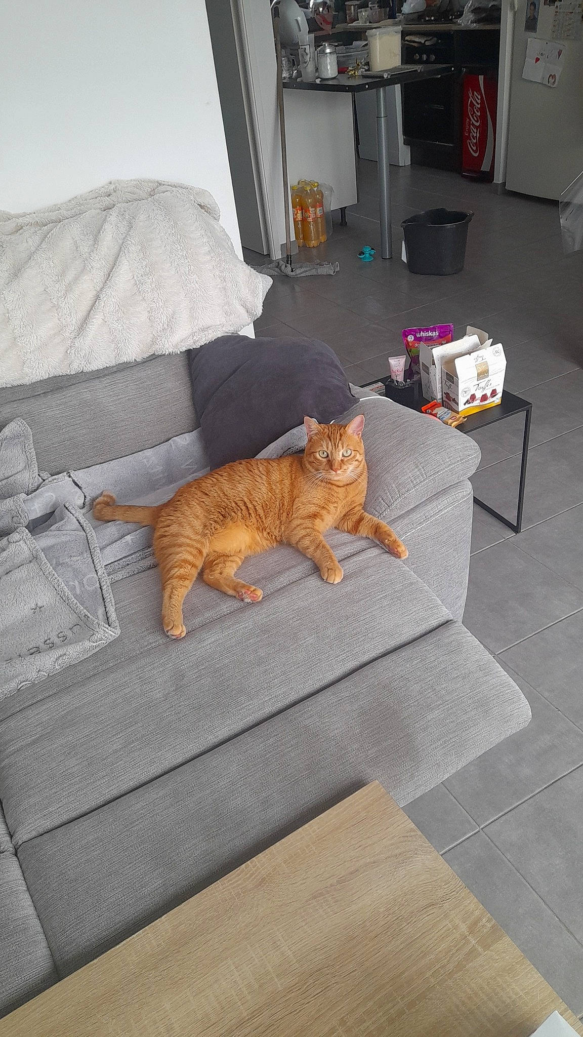 Wiskas a rejoint le concours — aidez-le/la à gagner de superbes lots ! carnivore, cat, comfort, couch, domestic_short_haired_cat, felidae, floor, flooring, furniture, grey, linens, orange, rectangle, room, small_to_medium_sized_cats, table, tail, whiskers, window, wood