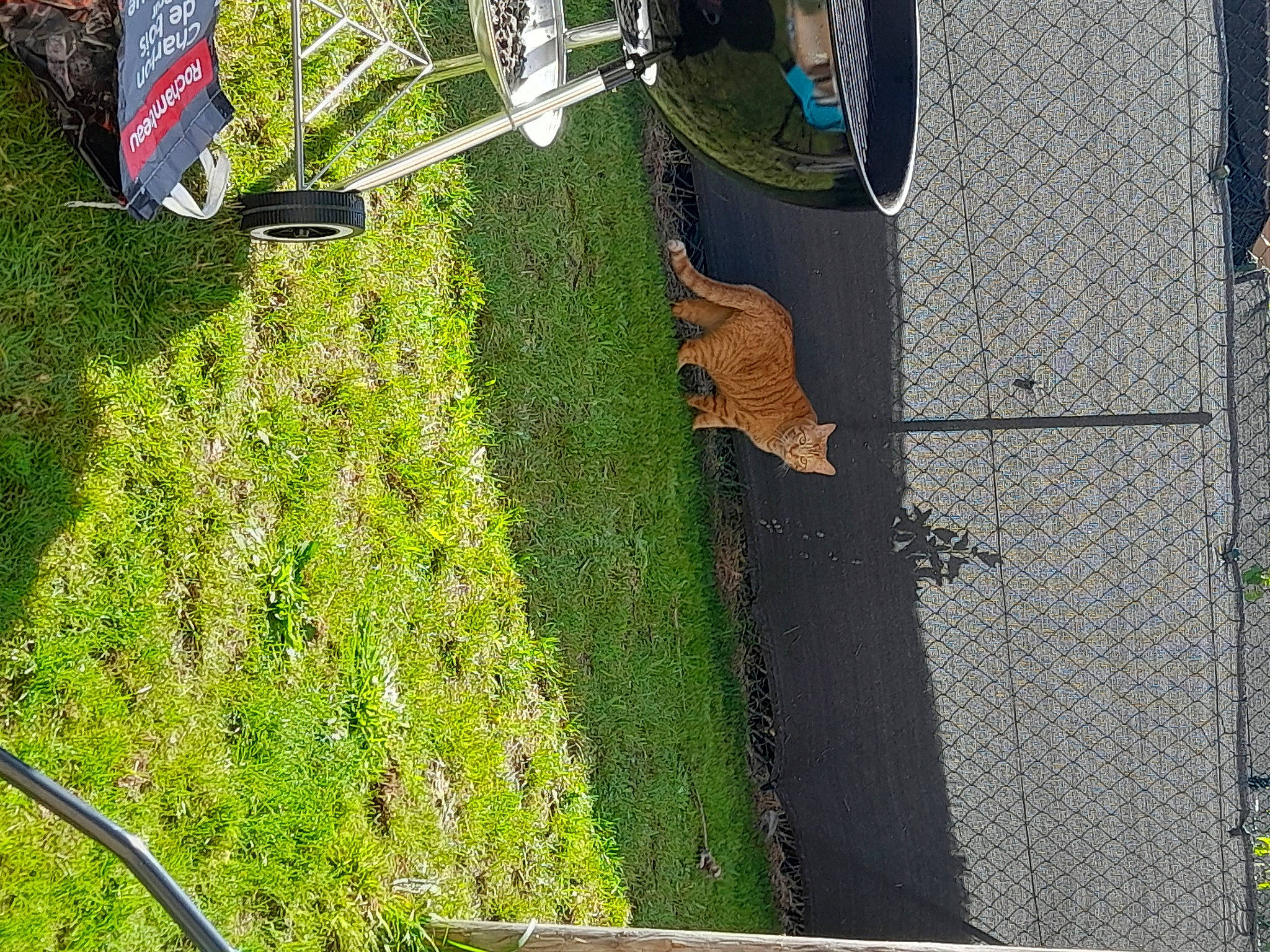 Wiskas a rejoint le concours — aidez-le/la à gagner de superbes lots ! asphalt, automotive_exterior, automotive_wheel_system, bicycle_tire, bicycle_wheel, concrete, grass, landscape, lawn, plant, road_surface, shadow, shrub, sidewalk, tail, tire, tree, vehicle, wheel, wood