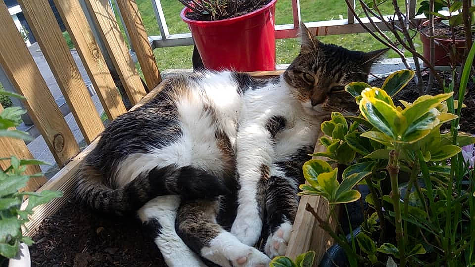 Matou a rejoint le concours — aidez-le/la à gagner de superbes lots ! aegean_cat, carnivore, cat, domestic_short_haired_cat, european_shorthair, felidae, fur, grass, plant, polydactyl_cat, small_to_medium_sized_cats, tail, tree, whiskers