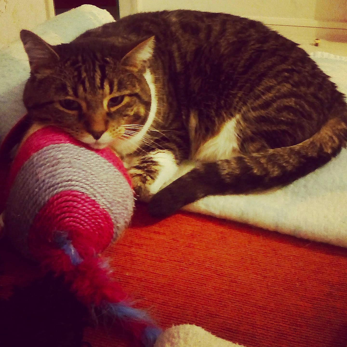 Matou a rejoint le concours — aidez-le/la à gagner de superbes lots ! american_shorthair, asian, california_spangled, carnivore, cat, claw, domestic_short_haired_cat, dragon_li, european_shorthair, eye, felidae, fur, german_rex, kitten, paw, pixie_bob, small_to_medium_sized_cats, tabby_cat, tail, whiskers