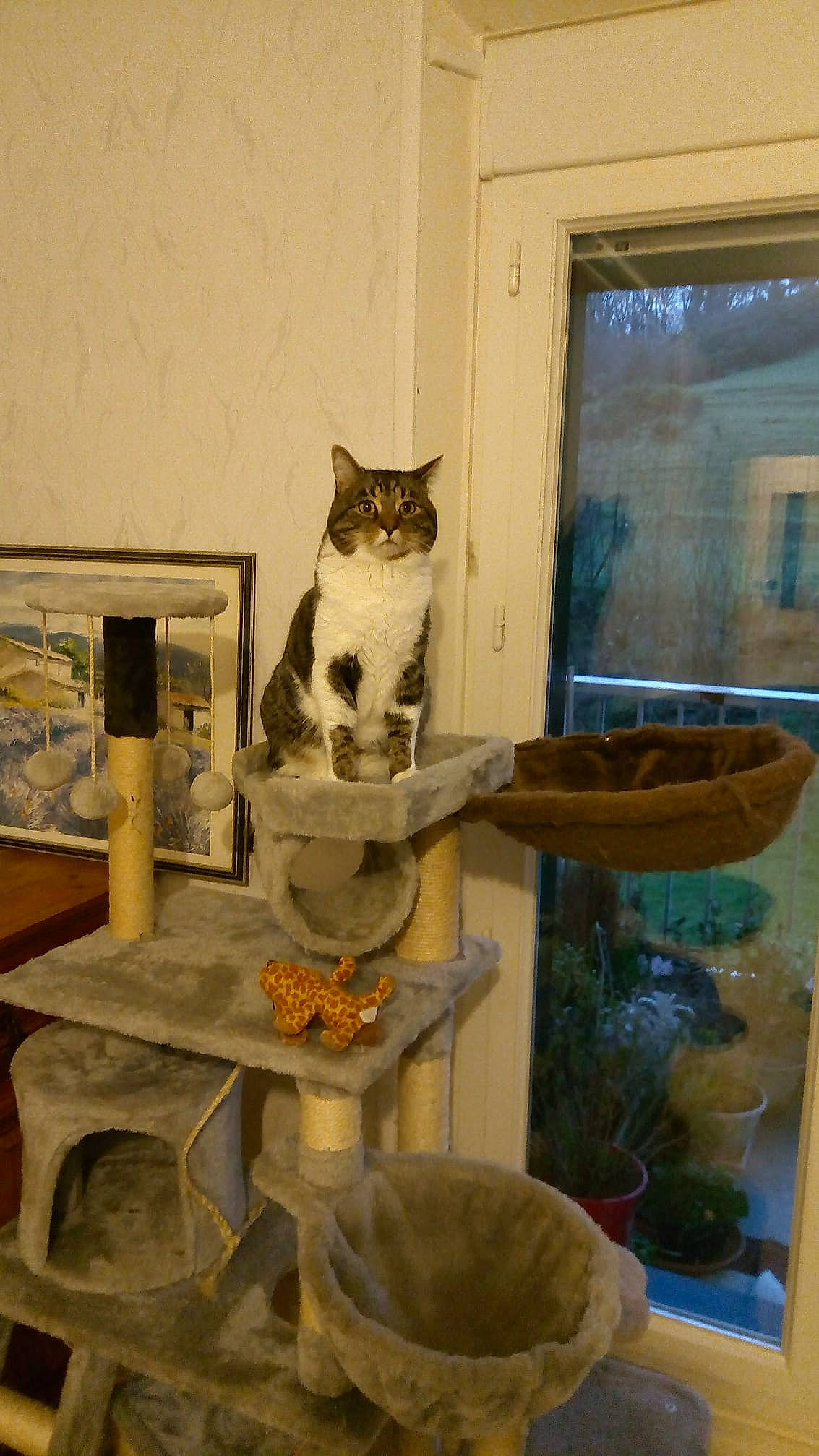 Matou participe au concours pour gagner de l'argent avec cette photo : american_shorthair, asian, carnivore, cat, domestic_short_haired_cat, european_shorthair, felidae, interior_design, small_to_medium_sized_cats, table, whiskers