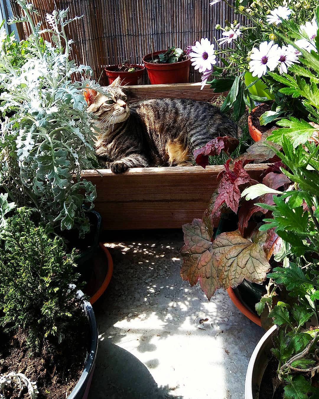Nouméa participe au concours pour gagner de l'argent avec cette photo : backyard, botany, cat, flower, flowerpot, garden, herb, home, house, houseplant, plant, shrub, tree, water_feature, yard