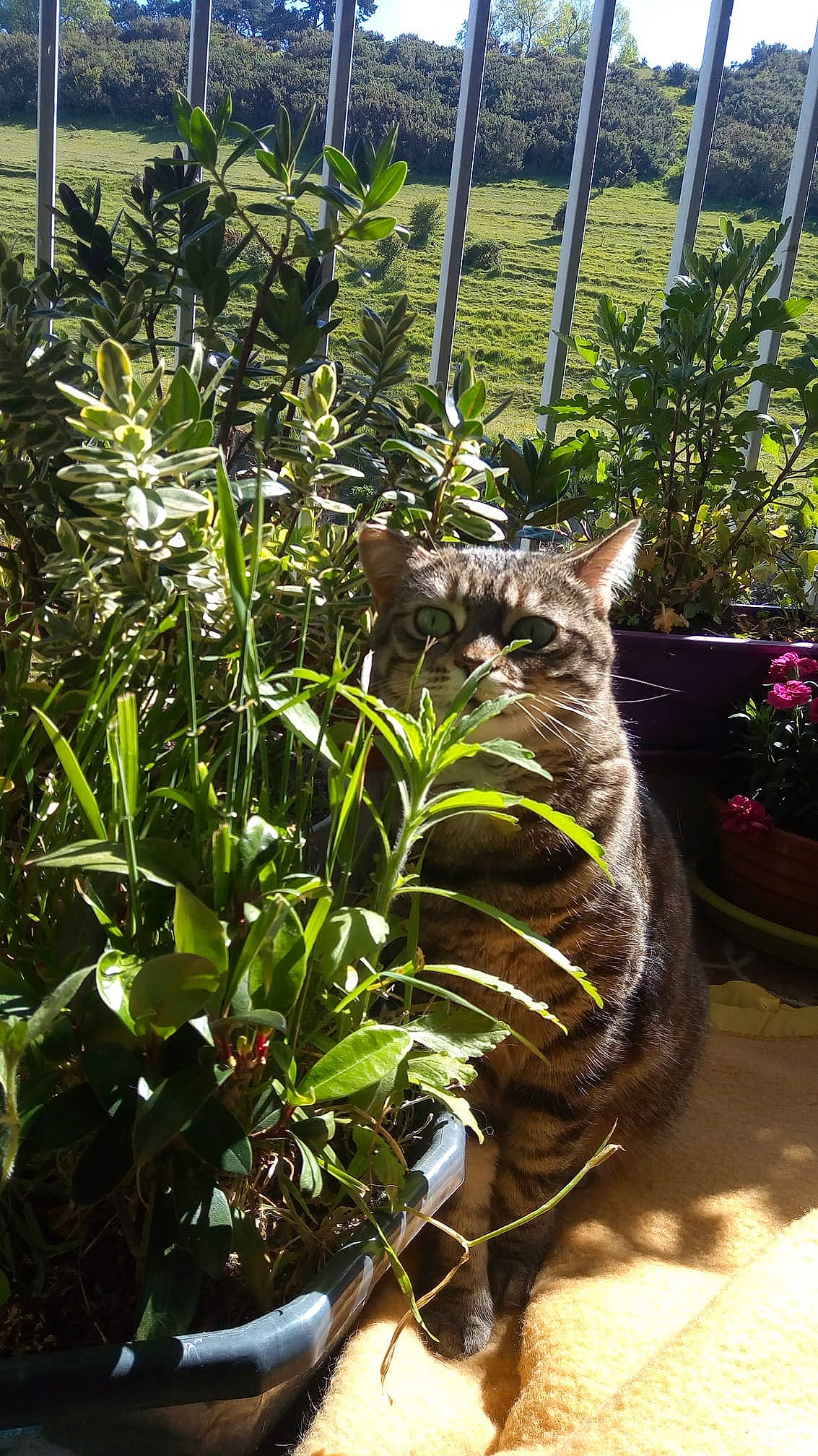 Nouméa participe au concours pour gagner de l'argent avec cette photo : american_shorthair, botany, carnivore, cat, domestic_short_haired_cat, european_shorthair, felidae, flower, herb, houseplant, plant, shrub, small_to_medium_sized_cats, tabby_cat, whiskers