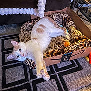 Butterscotch joined the competition — help win amazing prizes! cat, feline, pet, white_cat, cream_fur, spotted_fur, green_eyes, lying_down, relaxed, cute, animal_face, whiskers, paws, cardboard_box, pet_bed, leopard_print, cat_toy, indoor, living_room, rug