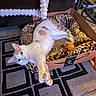 cat, feline, pet, white_cat, cream_fur, spotted_fur, green_eyes, lying_down, relaxed, cute, animal_face, whiskers, paws, cardboard_box, pet_bed, leopard_print, cat_toy, indoor, living_room, rug