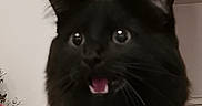 Shadow a rejoint le concours — aidez-le/la à gagner de superbes lots ! animal, black_cat, cat, christmas_tree, closeup, cute, domestic_cat, ears, expression, eyes, feline, fluffy, fur, holiday_decor, household, indoor, mouth_open, pet, portrait, whiskers